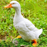 Real Farm Duck Statues,Duck Fence Decoration,Funny Resin Duck Decor,Outdoor Real Animal Statue,Duck Sculpture,Perfect for Home Garden Stairs,Farm,Patio,Backyard