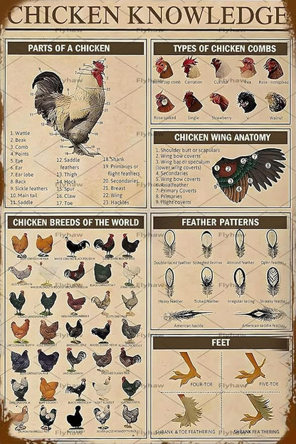 Chicken Knowledge Chicken Decor Metal Tin Sign Chicken Coop Signs Wall Decor Breeds Of Chickens Retro Farm Chicken Signs For Coop Funny Outdoor Decorations Parts Of Chicken Wing Anatomy Types Combs 8x12 inch
