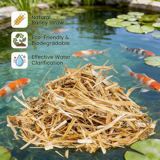 MAQIHAN Barley Straw for Ponds – Pond Media for Outdoor Fish Pond & Koi Pond, Natural Pond Filtration Accessory, Supports Water Balance for Garden Ponds & Water Features, 10 Mesh Filter Bags Included