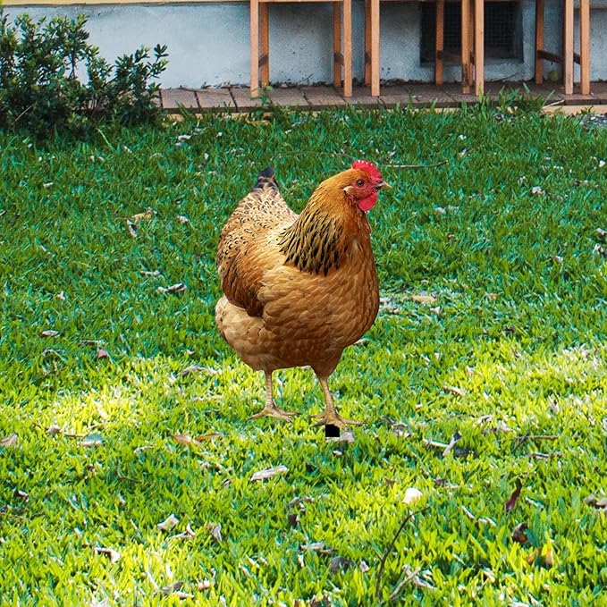 Hen Statue Garden Stake Animal Sculpture Lifelike Lawn Sign Metal Realistic Yard Art Chicken Figurine Ground Insert for Floor, 31.5x17.4x0.1cm