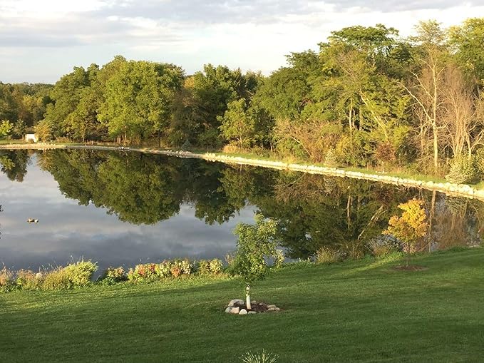Pond Champs Black Lake & Pond Dye – One Gallon of Deep Black Pond Colorant – Treats 1 Acre - Safe for Fish, Wildlife, Pets & Children