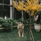 Garden Outdoor Statues Lion Statue – 20Inch Garden Decor Statue Antique Lion Stone with Long Hair Outdoor Indoor Figurine Gift Decoration for Home Décor Patio Yard 20 * 9.5 * 19.5 inch