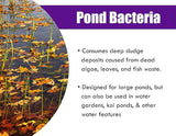 Pond Worx Pond Bacteria - Concentrated & Formulated for Large Ponds, Water Features - Safe for Koi - 32 Ounces & Treats up to a Quarter Acre Pond