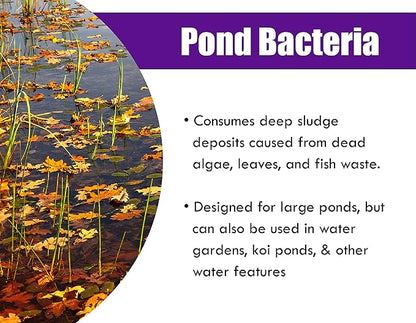 Pond Worx Pond Bacteria - Concentrated & Formulated for Large Ponds, Water Features - Safe for Koi - 32 Ounces & Treats up to a Quarter Acre Pond