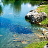 Natural Waterscapes Pond Dye - Vivid Blue Super Concentrate - 1 Quart Treats 1 Acre up to 6 Feet Deep, True Blue Pond Dye, Creates Vibrant Blue Color in Pond Water