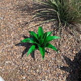 Mini Metal Agave (Green)
