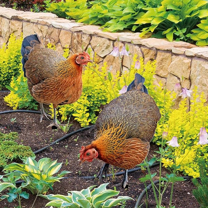 Garden Rooster Stake Hen Ornaments Decorative Figures Gift Figurines Animal Statue Stakes Realistic Chicken Sculpture for Farm Patio Outdoor, AB