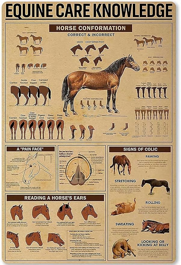 Equine Care Knowledge Metal Tin Sign,Horse Conformation,Home Metal Cabin Club Shop Bar Sign Garage Cafe Farm Metal Wall Panel Art Deco 8X12 Inch
