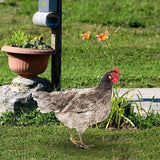 Rooster Yard Stake Hen Lawn Ornament Gift Chicken Garden Statue Figurine for Hallway Farmhouse Entryway Birthday Thanksgiving, Style B