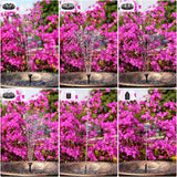 3.5W Solar Fountain for Bird Bath, Solar Water Fountain with Multiple Nozzles, 2026 New Solar Water Pump for Garden, Pond, Pool, Fish Tank and Outdoor