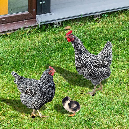 HANABASS 3pcs Acrylic Hen Chick Yard Arts Decorative Chicken Realistic Shaped Yard Lawn Stakes Garden Decorative Stakes