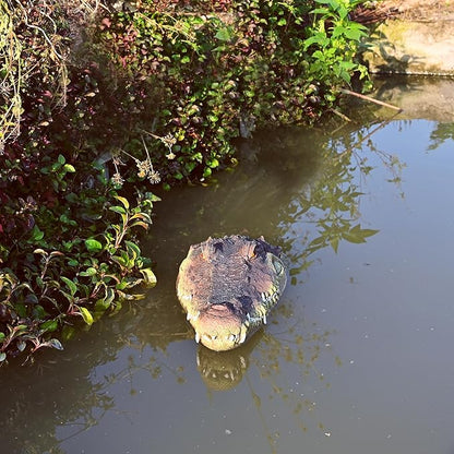 LUEUR Pond Floating Fake Alligator Head Decoy Crocodile Fake Head for Decorations Outdoor Pools Float Fake Gator Head Deterrent Ducks for Pond Decorations,Swimming Pool, Koi Pools