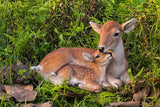 Cuddling Mother and Baby Deer Garden Statue