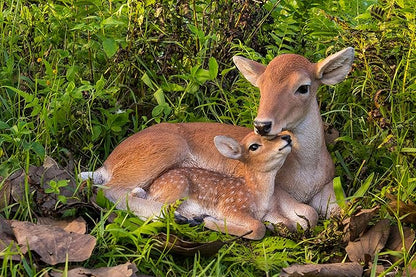 Cuddling Mother and Baby Deer Garden Statue