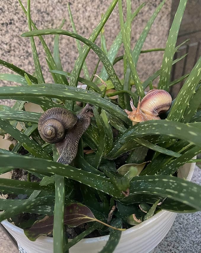 2pcs Snail Figurine Toy Mini Animal Figures for Fairy Garden, Mushrooms, Micro Landscape Decor(Mixed Color)