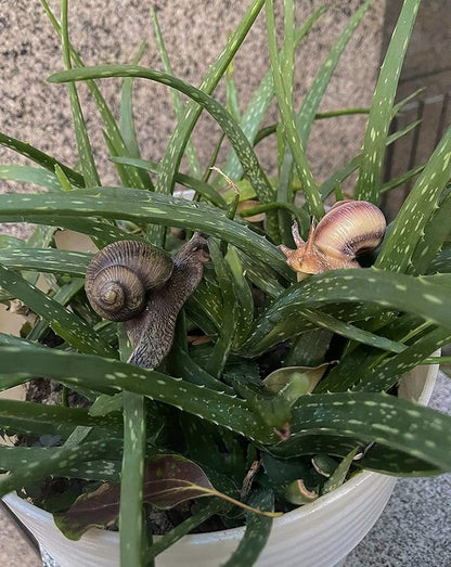 2pcs Snail Figurine Toy Mini Animal Figures for Fairy Garden, Mushrooms, Micro Landscape Decor(Mixed Color)
