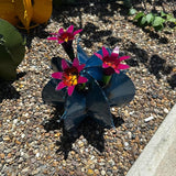 Handmade Metal Bisnaga Cactus with Flowers - Garden Art Decor (Blue)