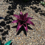 Mini Metal Agave - Garden Art (Purple)