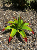Mini Metal Agave - Garden Art (Cherry Lime)