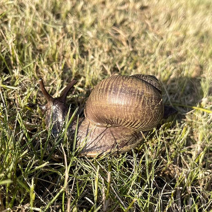 Snail Figurine Toy Mini Animal Figures for Fairy Garden, Mushrooms, Micro Landscape Decor (Dark Color)