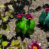Handmade Metal Bisnaga Cactus with Flowers - Garden Art Decor (Lime)