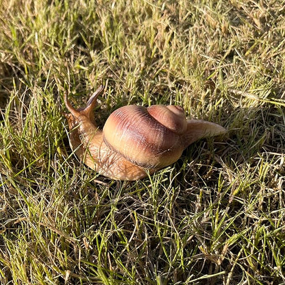 Snail Figurine Toy Mini Animal Figures for Fairy Garden, Mushrooms, Micro Landscape Decor (Light Color)