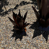 Handmade Rusted Metal Flame Agave Sculpture – Garden Art for Patio or Yard Decor (Small (11"))