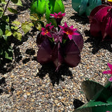Handmade Metal Bisnaga Cactus with Flowers - Garden Art Decor (Purple)