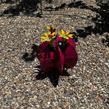 Handmade Metal Bisnaga Cactus with Flowers - Garden Art Decor (Pink)